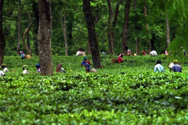 Srimongol Sylhet